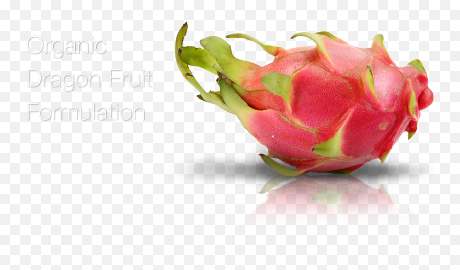 3 Lynexlynex - Pitaya Png,Dragonfruit Png