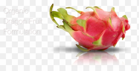 3 Lynexlynex - Pitaya Png,Dragonfruit Png