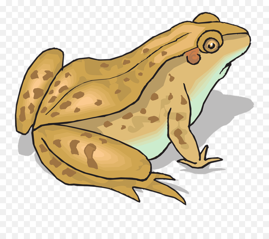 Frogs And Toads Clipart - Toad Clipart Png,Toad Png