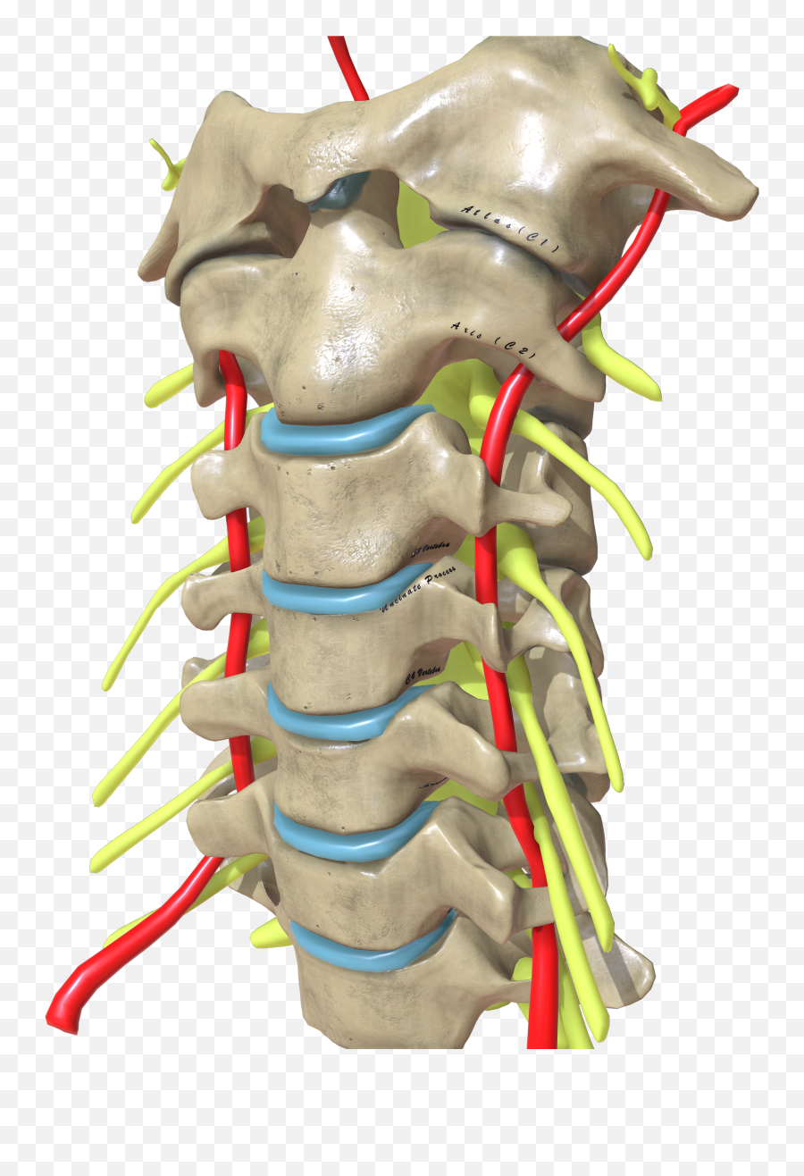 Cervical Spine Oblique View Png Neck
