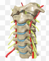 Cervical Spine Oblique View Png Neck