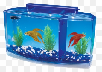 Betta Aquarium Kit With Led Lighting - Betta Fish Tank Png,Betta Fish Png