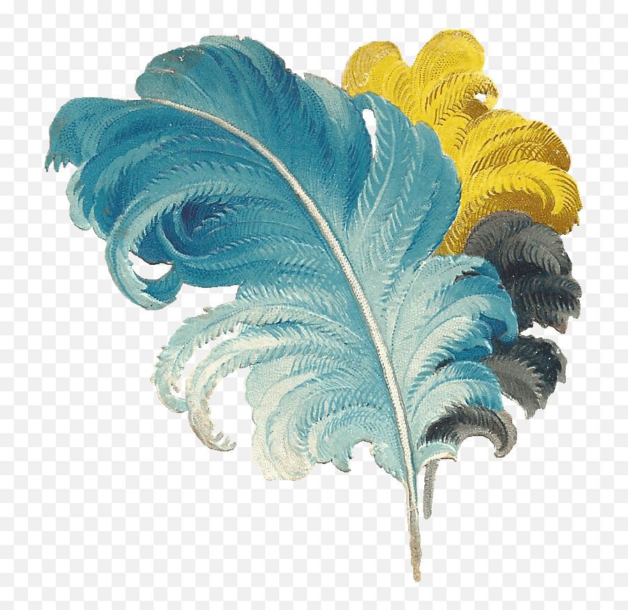 Blue Yellow Black Transparent Png - Ostrich Feathers Png,Black Feather Png