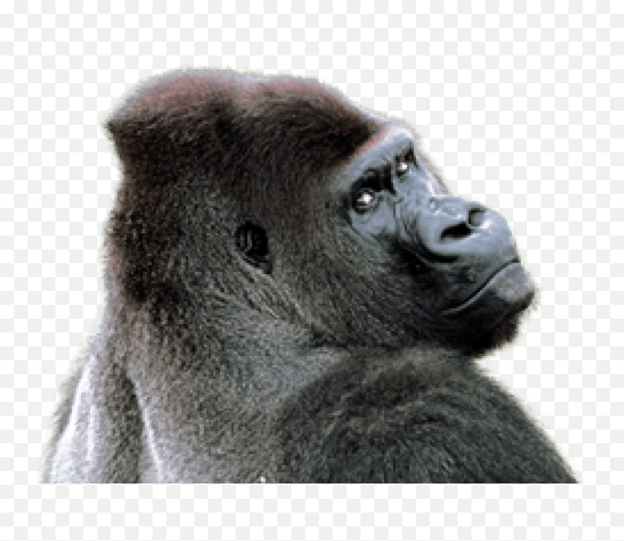 Free Png Gorilla Images Transparent - Gorilla Transparent Png,Gorilla Png