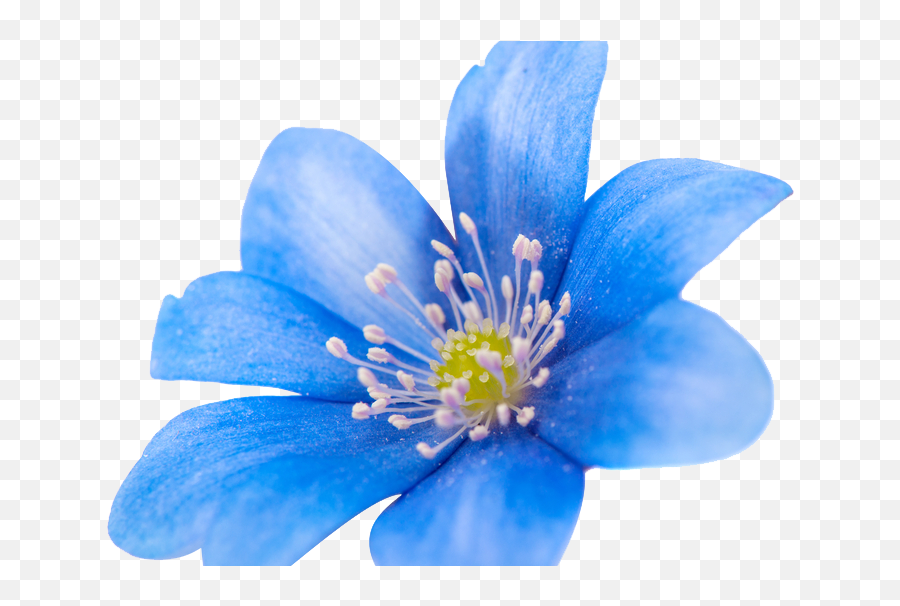 Spring Blue Flower Png Image - Portable Network Graphics,Blue Flower Png