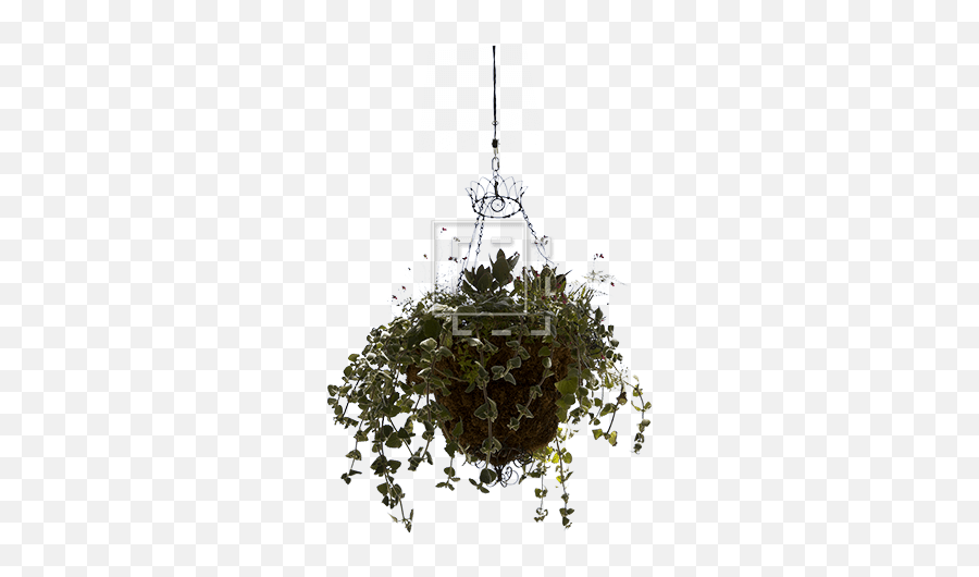 Hanging Basket Planter - Transparent Hanging Plant Png,Hanging Plants Png