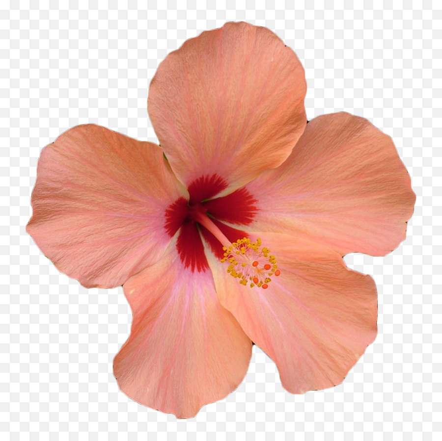 Hibiscus Clipart 1333703 - Hawaii Hibiscus Flower Png,Hibiscus Flower Png