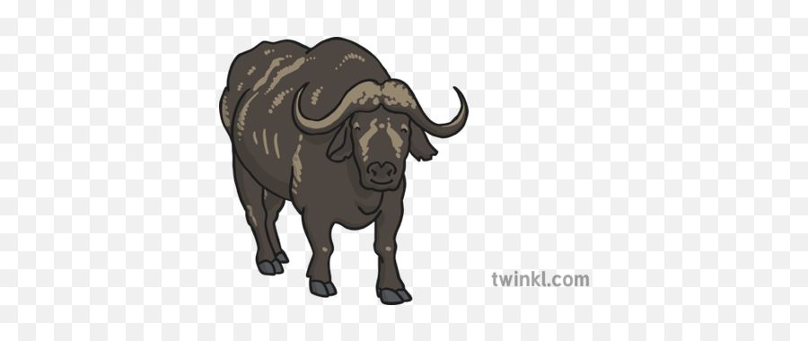 Buffalo 5 Illustration - Twinkl Cape Buffalo Twinkl Png,Buffalo Png