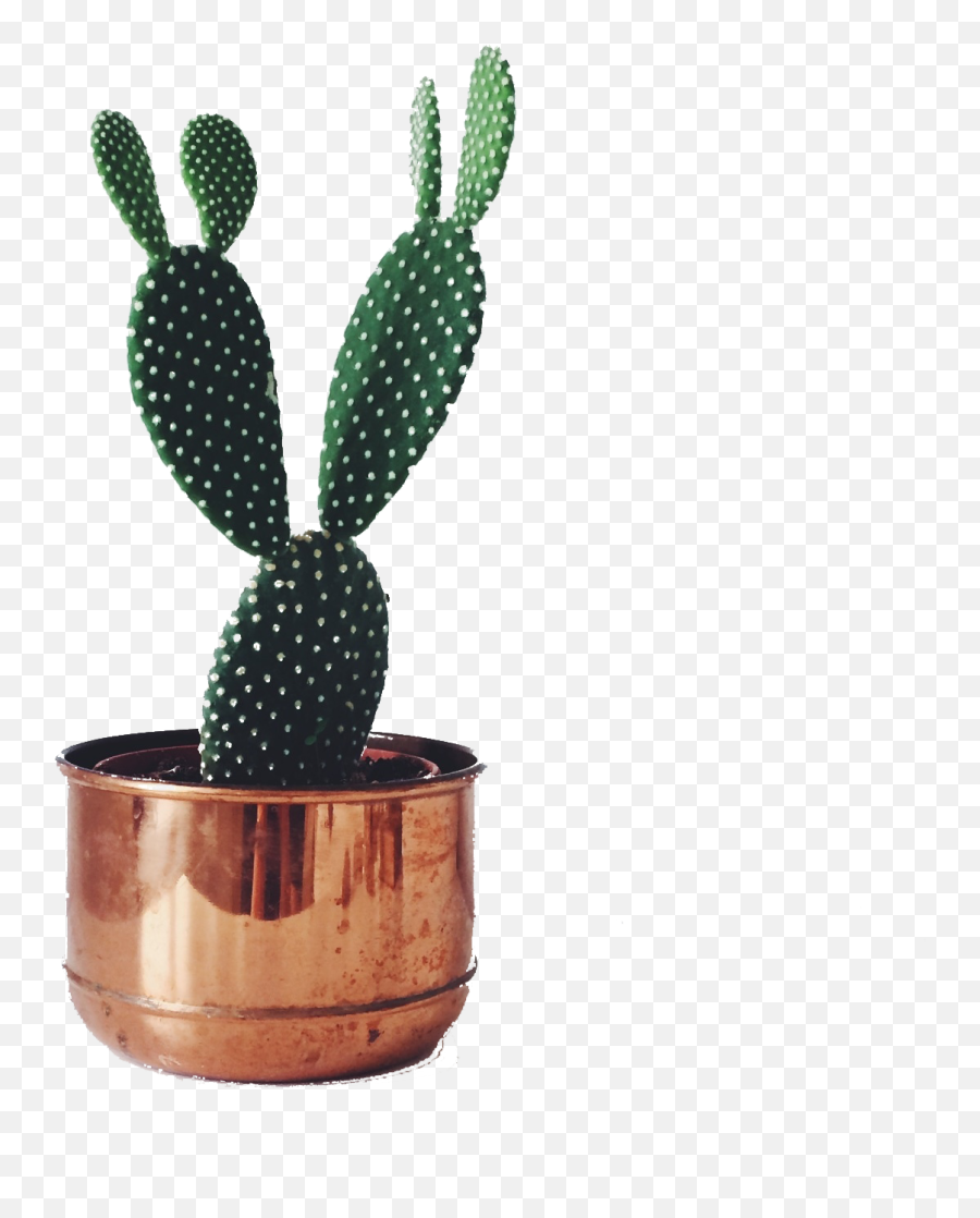 Cactaceae Succulent Plant Houseplant - Cactus In Pot Transparent Background Png,Cactus Transparent
