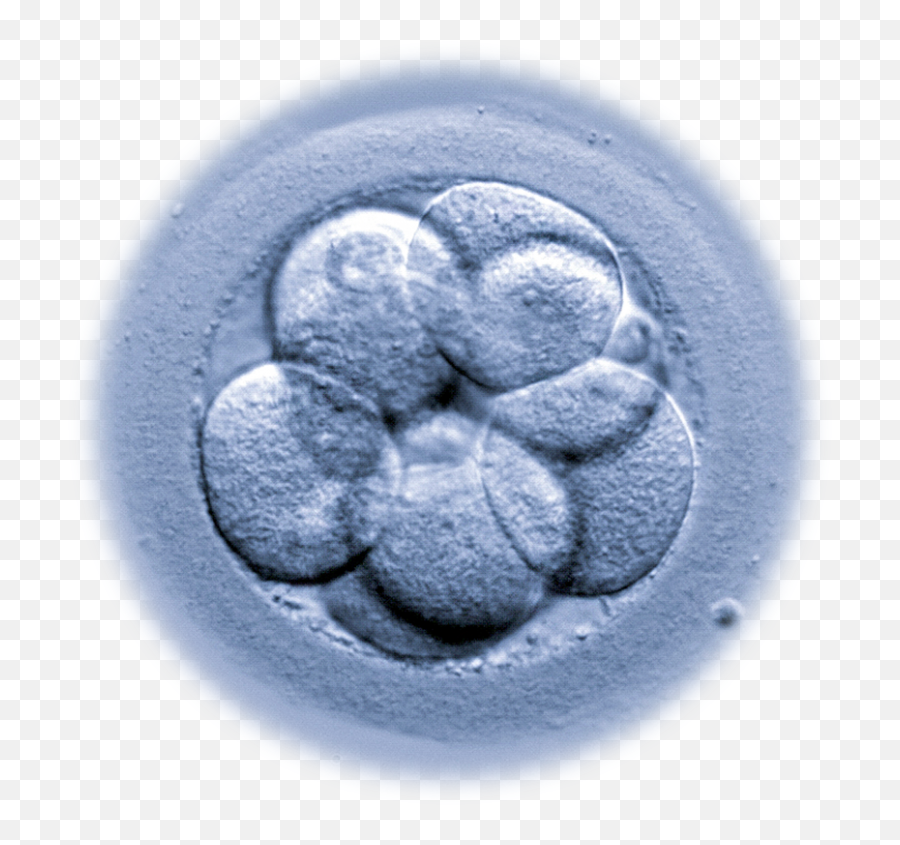 What Are Microrna And Impact Do They Have Transparent PNG