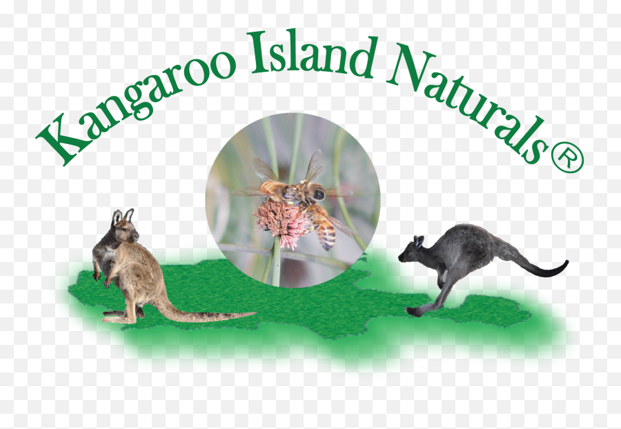 Kangaroo Island Sugar Gum Honey 500g Jar - Eastern Grey Kangaroo Png,Kangaroo Logo
