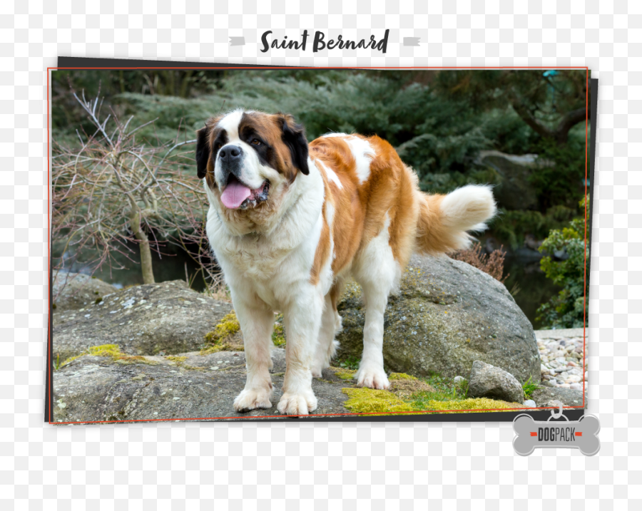 Saint Bernard Dog St Dogs Large Breeds - Saint Bernard Running Png,Dog Running Png