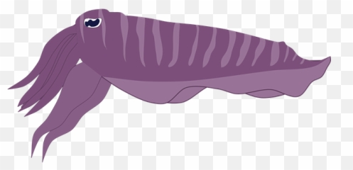 Squid Mollusk Aquatic - Free Vector Graphic On Pixabay Drawing Png,Squid Png