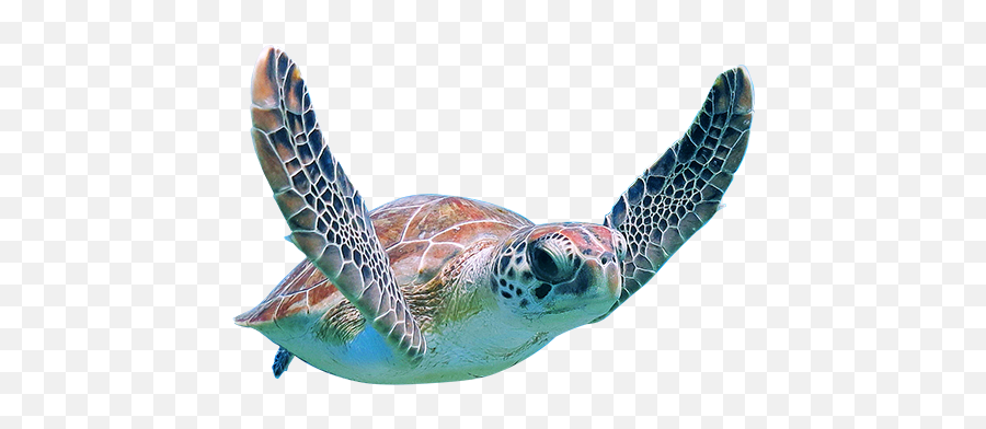 Loggerhead Sea Turtle - Sea Turtle Transparent Background Png,Turtles Png