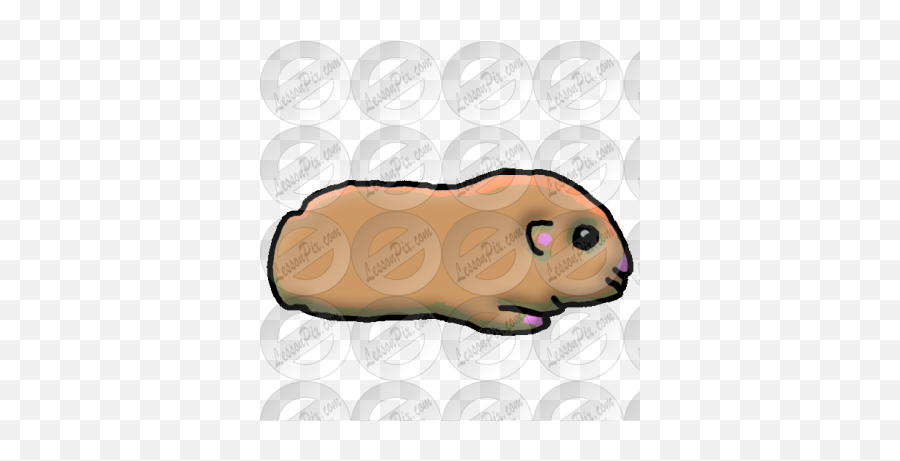 Guinea Pig Picture For Classroom Therapy Use - Great Naked Png,Guinea Pig Png