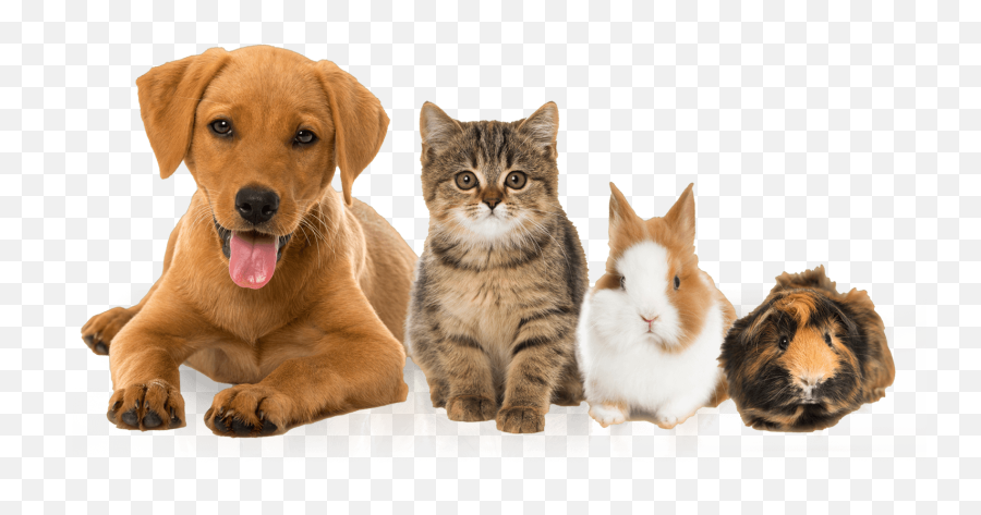 Miami Pet Boarding And Dog Sitting - Dogs Cats And Guinea Pigs Png,Dog Sitting Png