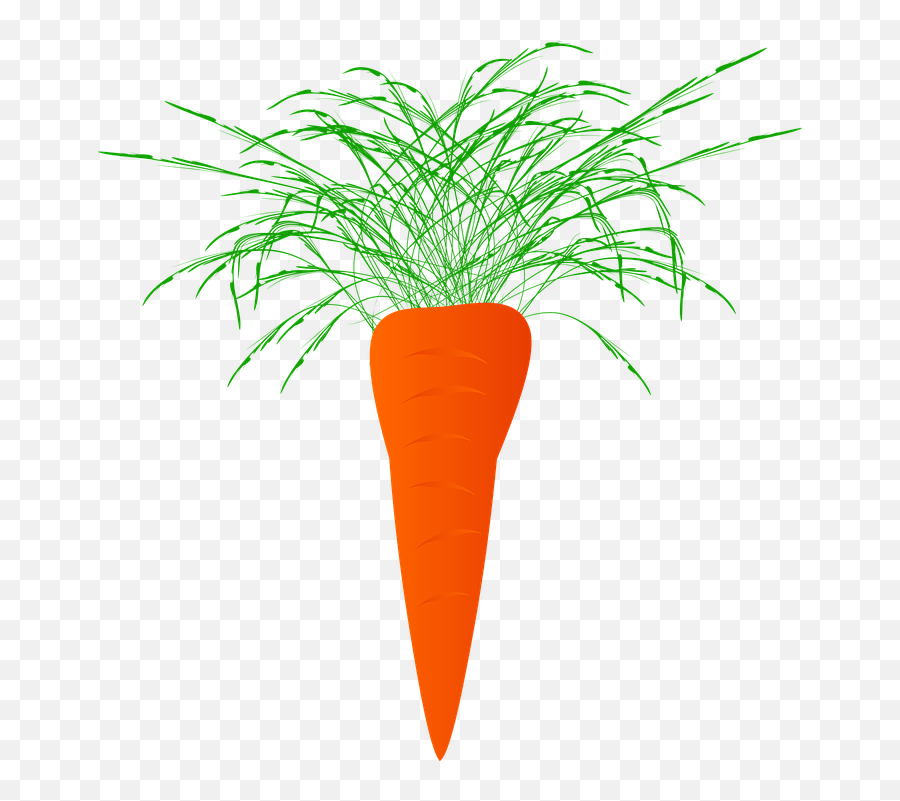 Zanahorias Zanahoria Planta - Imagen Gratis En Pixabay Carrot Png,Zanahoria Png