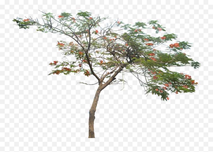 Gulmohar Tree Png Image - Architecture Tree Png,Tropical Tree Png