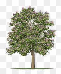Under The Canopy Tree Guide Media Page - New Mexico Maple Png,Tree Canopy Png
