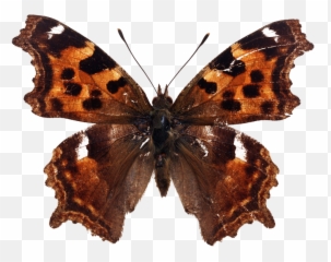 Download Png Free Transparent Images