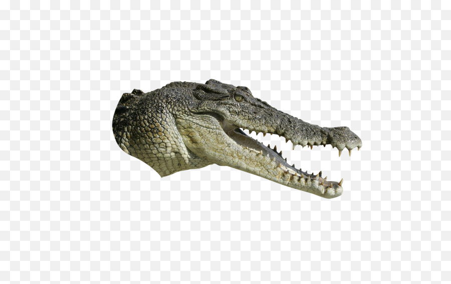 Alligator Head Png - Crocodile Head No Background,Alligator Transparent Background