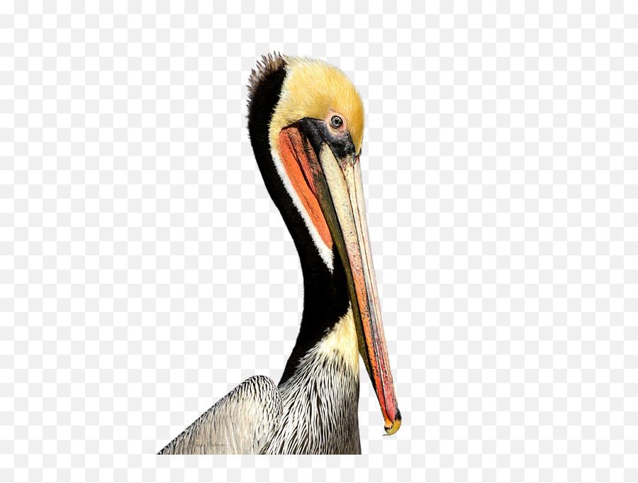 Pelican Products Beak Neck Animal - Others Png Download Brown Pelican,Pelican Png
