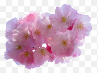 Download Cherry Blossom Flower Png - Anime Flowers Transparent