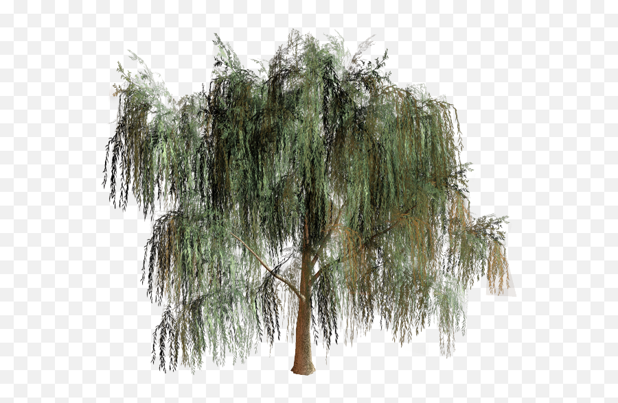 Willow Tree Branch Biome - Willow Tree Png,Willow Tree Png