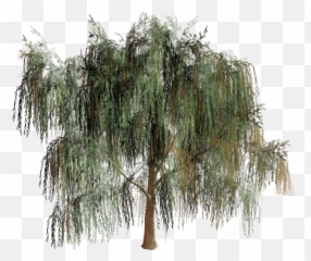 Willow Tree Branch Biome - Willow Tree Png,Willow Tree Png