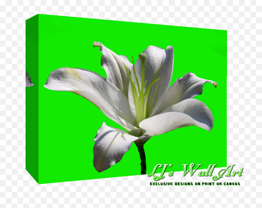 Limelilysmall - White Lily Flower Full Size Png Download White Lily Flower,Lily Flower Png