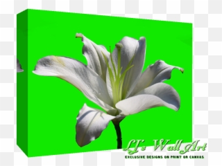 Limelilysmall - White Lily Flower Full Size PNG Download