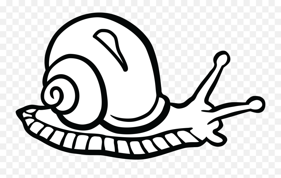 Snail Black And White Png Free - Clipart Of A Snail,Snail Png