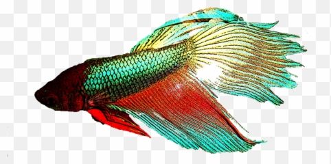 Betta Fish - Betta Fish Transparent Background Hd Png,Betta Fish Png