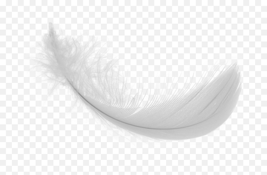 White Feather Png Download Image - White Feather Png Transparent,Black Feather Png