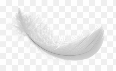 White Feather Png Download Image - Transparent
