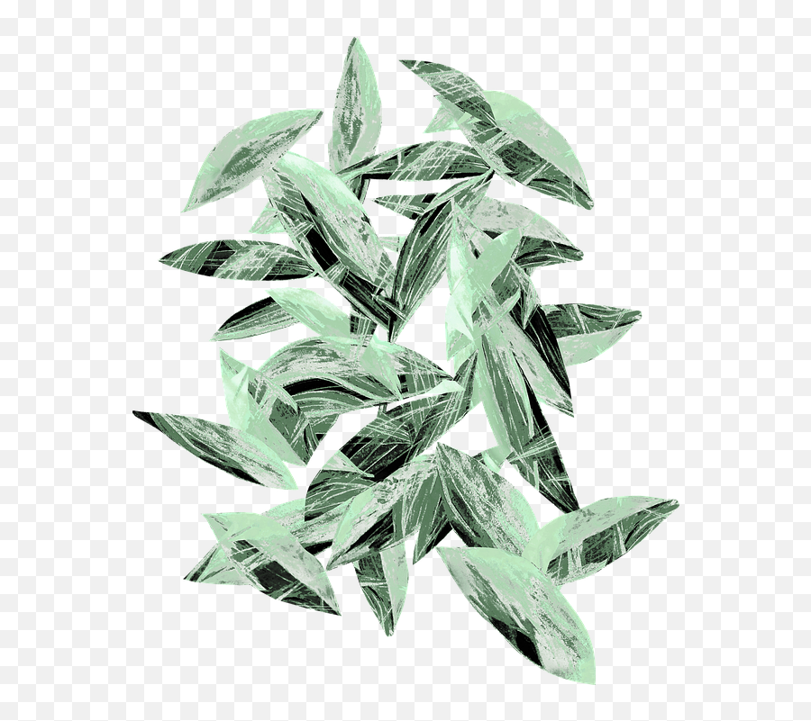 Leaves Nature Green Tree Branch Forest - Russian Olive Png,Eucalyptus Leaves Png