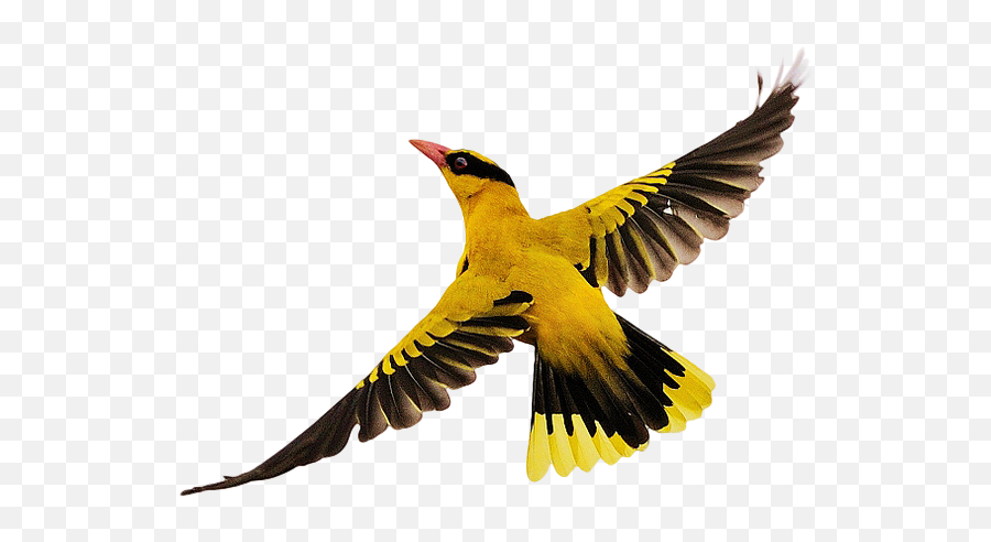Bird Flight - Birds Flying Png Download 1024683 Free Birds Flying Images Download,Flying Png