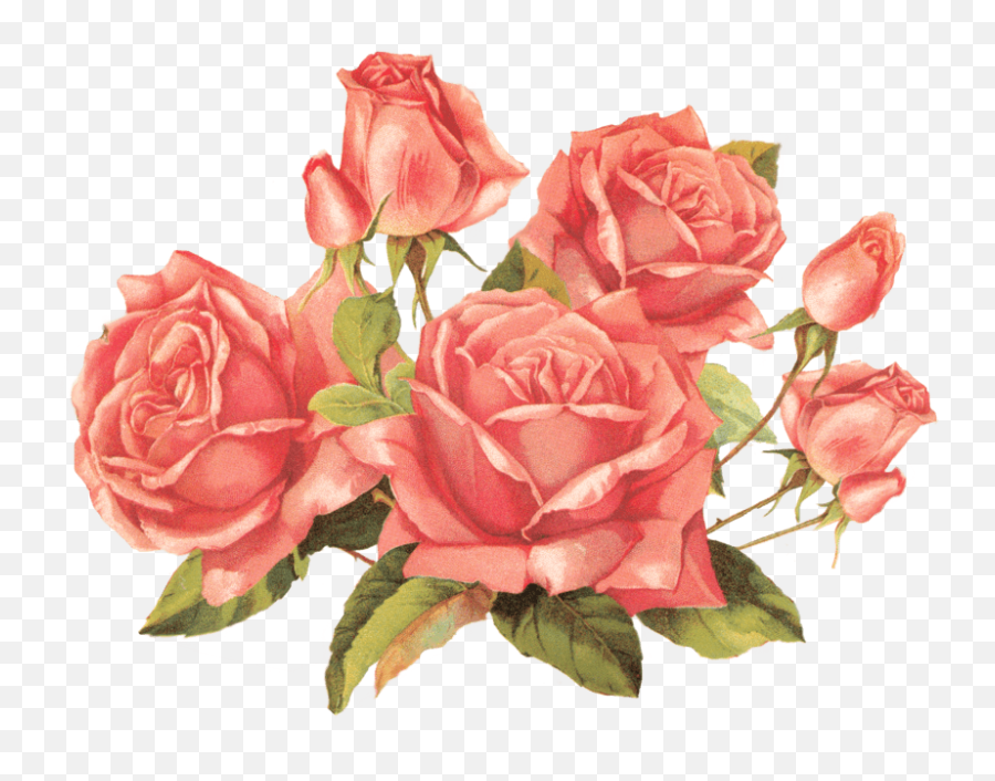 Vintage Roses Transparent Png - Roses Png,Roses Transparent Background
