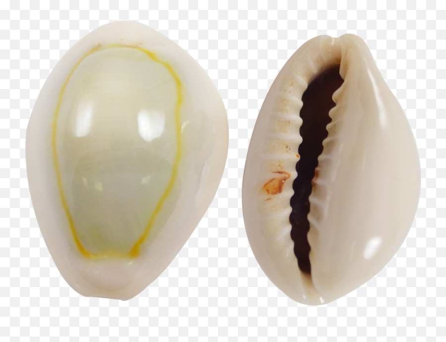 Download Ring Top Cowrie Shells - Ring Top Cowrie Shells Ring Top Cowrie Shells Png,Seashells Png