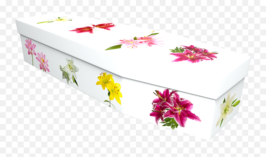 Lily Cardboard Coffin - Price Reduced Compare The Coffin Box Png,Lillies Png