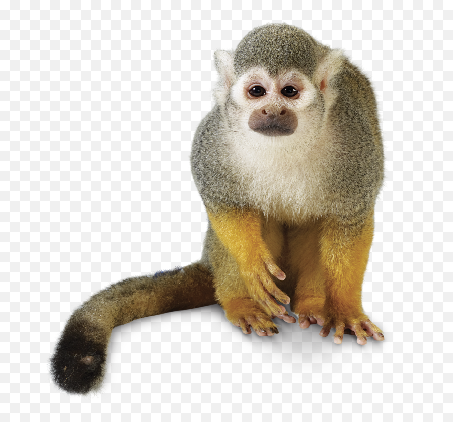 Rainforest Monkey - Howler Monkey Transparent Background Png,Jungle Animals Png