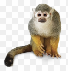 Rainforest Monkey - Howler Monkey Transparent Background Png,Jungle Animals Png