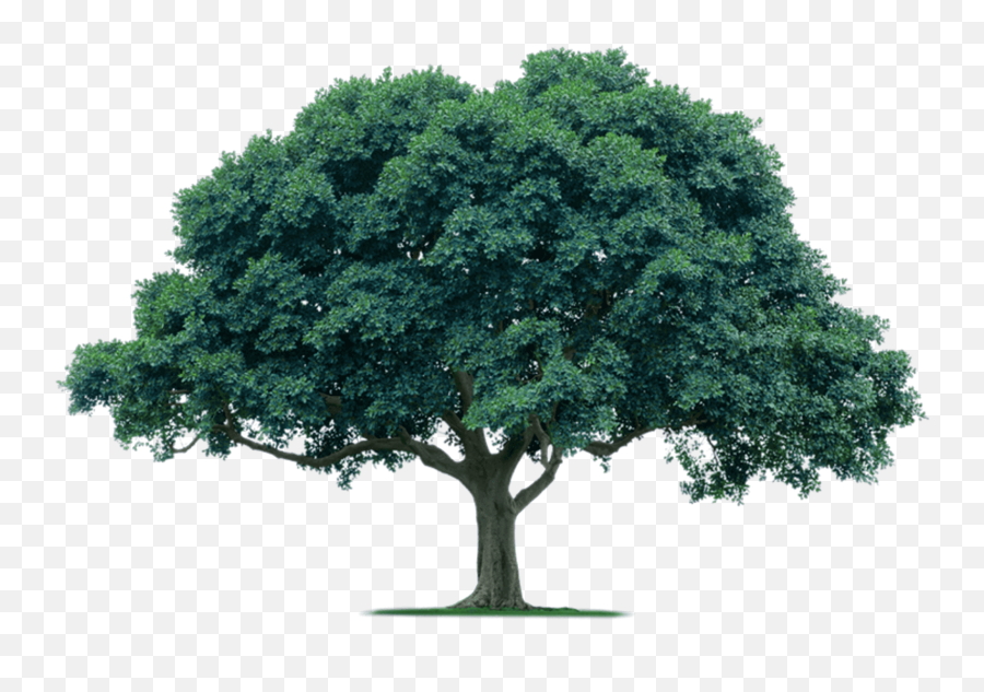 Transparent Acacia Tree Png - One Trees Transparent,Transparent Trees