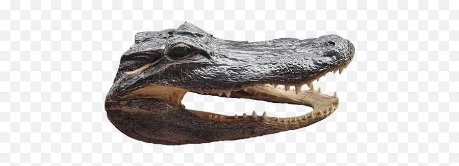 Download Alligator Head Png - American Alligator,Alligator Transparent