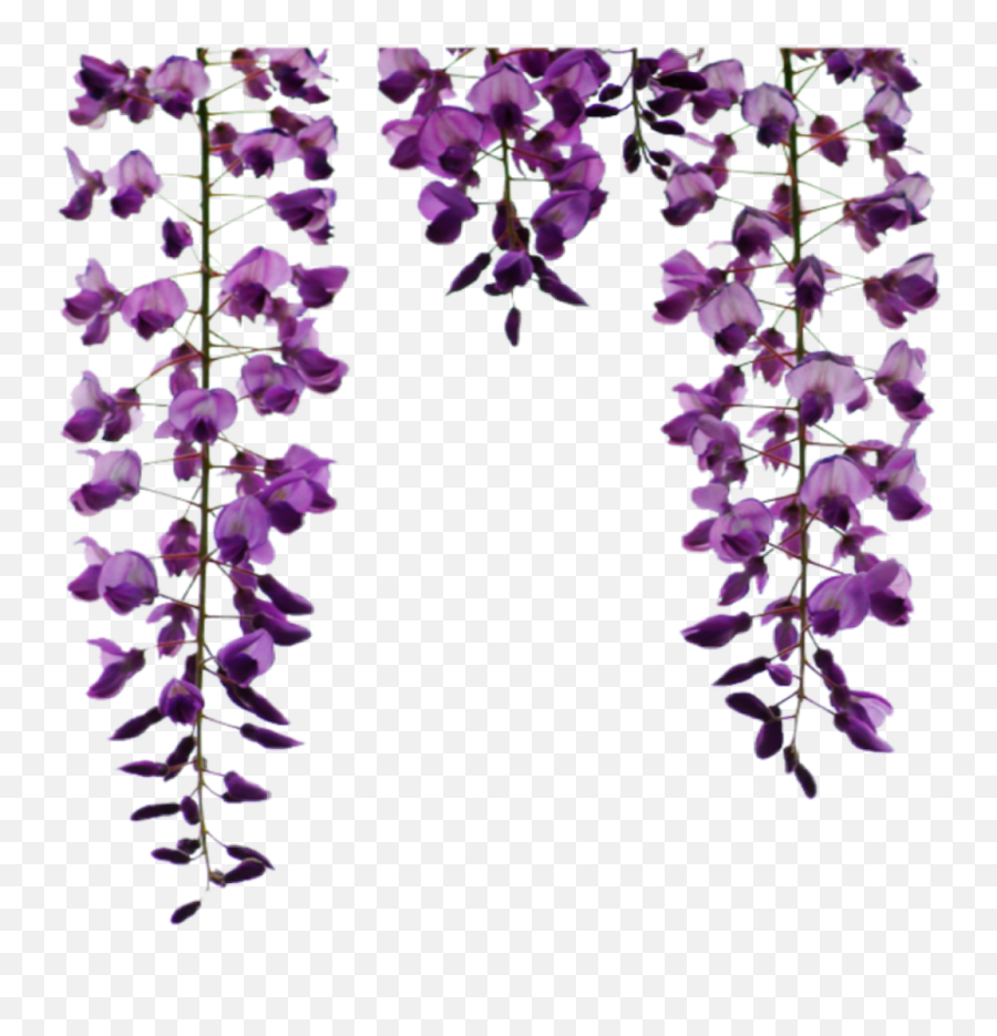 Purple Flowers Png Transparent - Hanging Flowers Png,Purple Flower Transparent