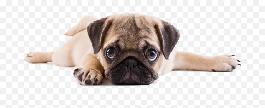 Pug Png Free Download Arts - Pug Png,Pug Transparent Background