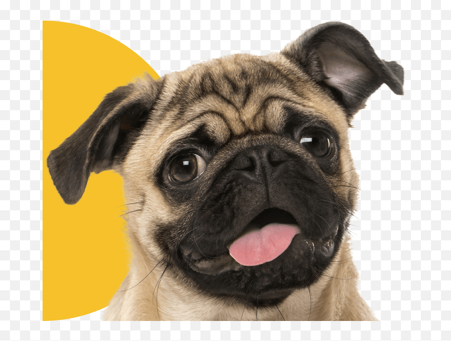 Veterinarian Fort Myers Cape Coral Lehigh Acres Cypress - Pug Png,Puppy Live Wallpaper Icon