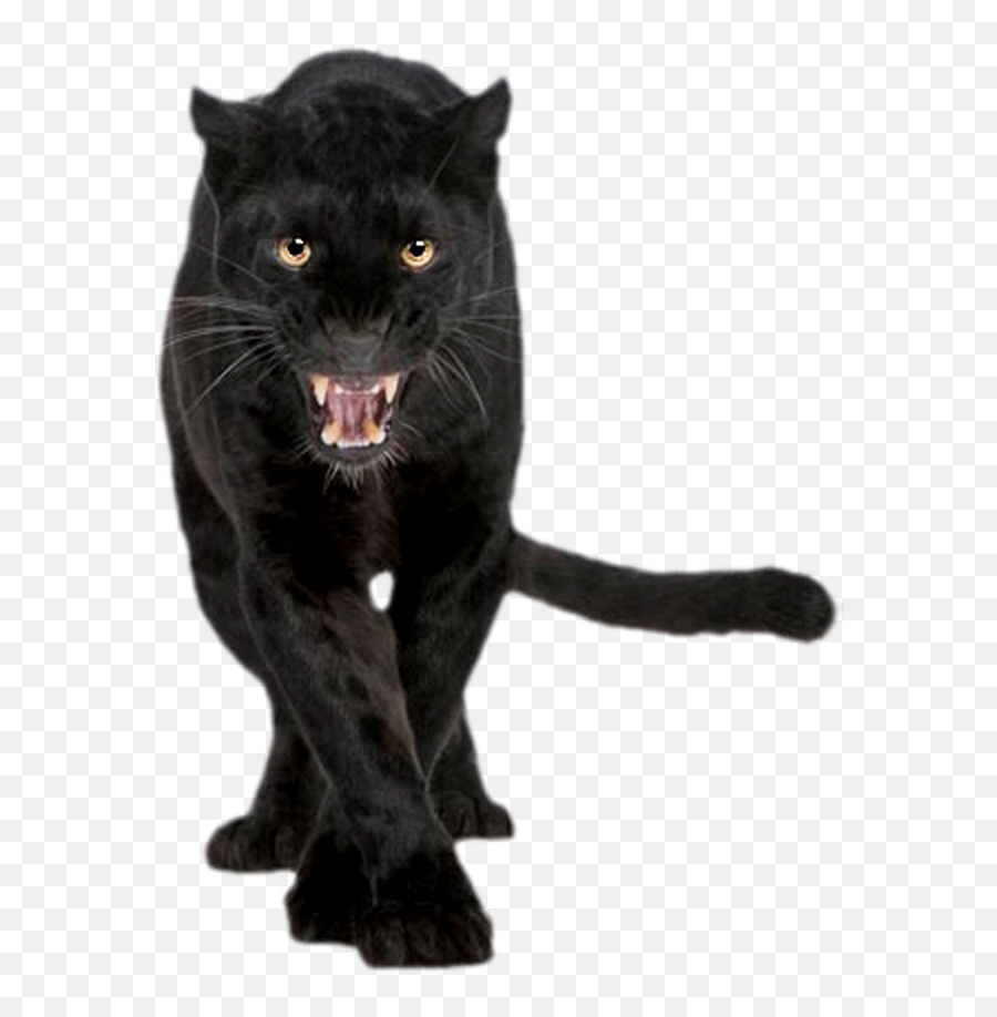 Download Free Jaguar Felidae Panther Cat Cougar Black Icon - Panther Front Png,Cougar Icon