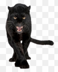 Download Free Jaguar Felidae Panther Cat Cougar Black Icon - Front png