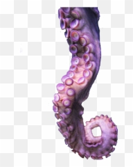 Hd Octopus Tentacle Trans Transparent - 886673 PNG Images